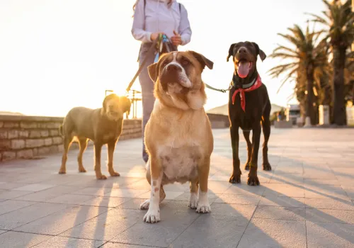 Dogs